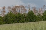Absterbendes Waldstück im Landkreis Fürth (Foto: Ralf Staußberger-BN) 