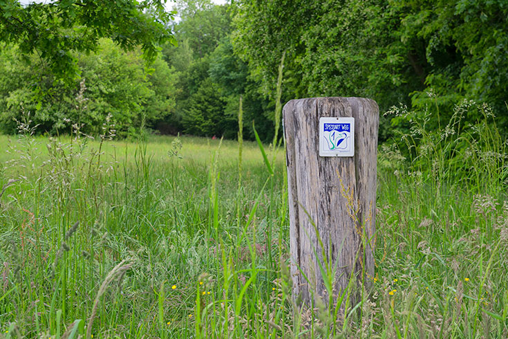 Spessartweg (Foto: Till Benzin)