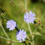 Hellblaue Blüten der Wegwarte