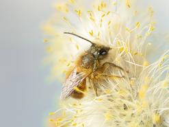  Biene auf Blüte