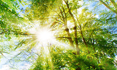 Sonnenstrahl durch Baumkronen hindurch