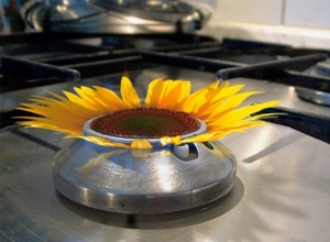 Sonnenblume