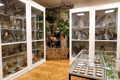 Naturwissenschaftliches Museum Museen AB ©W. Gulder