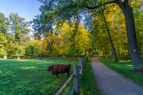 Hochlandrinder Park Schönbusch ©Till Benzin