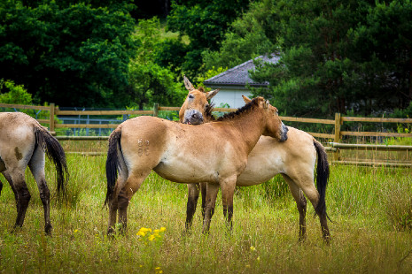 Exe Wildpferde ©Till Benzin