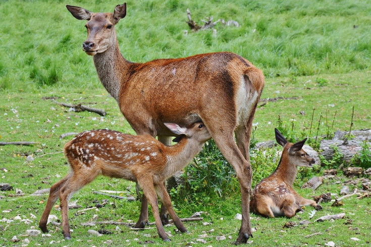 Wildpark ©Pixabay