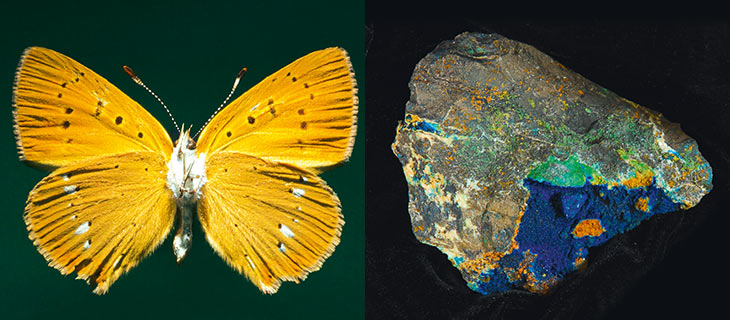 Motiv Naturwissenschaftliches Museum