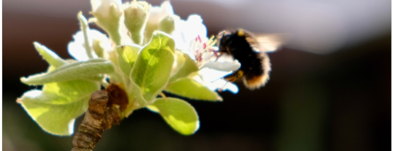 Fotografie einer Biene