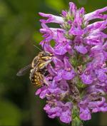 Eine Wildbiene sucht Nektrar an einer Braunelle