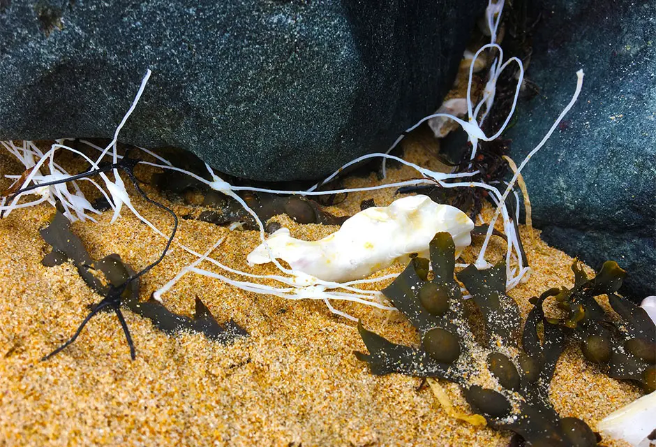 Zwischenräume – Strandplastiken
