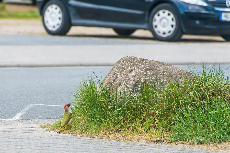 Claus Fries: Stadtnatur – statt Natur?
