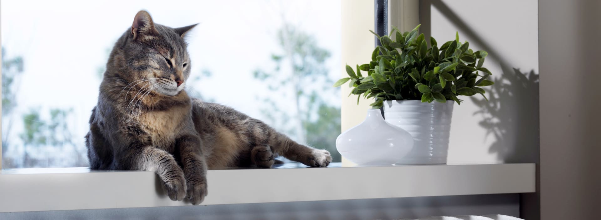Katze liegt auf der Heizung