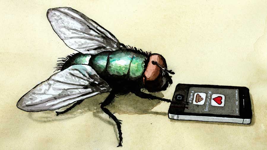 Schmeißfliege mit Smartphone