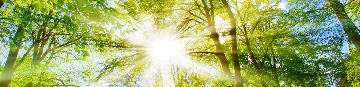 Foto: Mit Sonnenstrahlen durchfluteter Wald Foto: Mit Sonnenstrahlen durchfluteter Wald