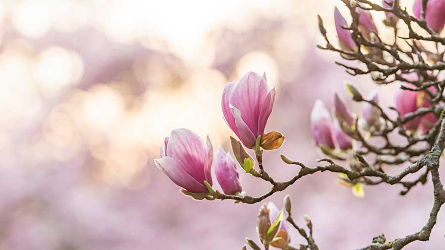 Magnolien im Aschaffenburger Frühling Magnolien im Aschaffenburger Frühling (Foto: Till Benzin)