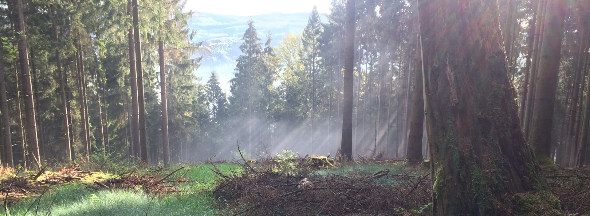 Lichtung im Wald