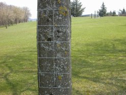 Flechtenbewachsener Baum mit Zählgitter
