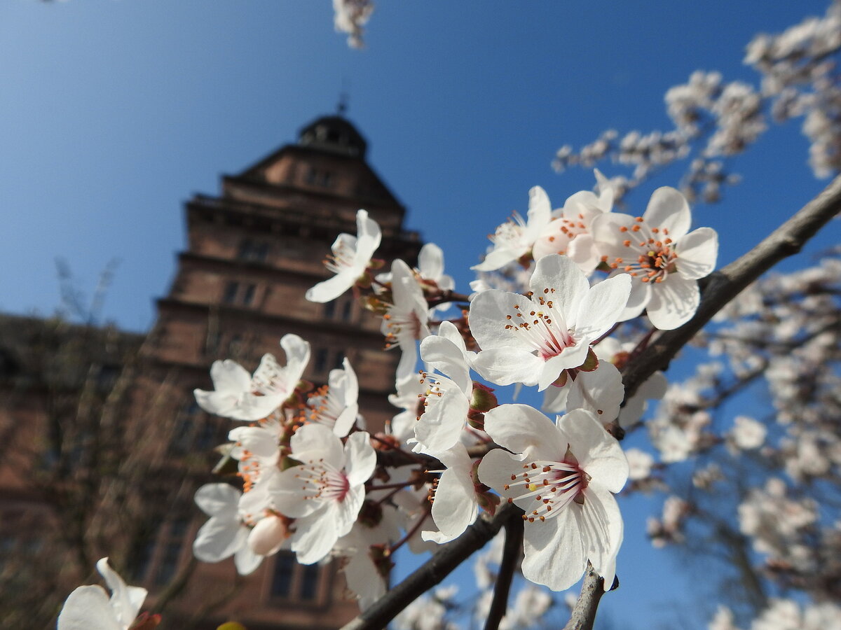 Schloss Aschaffenburg Frühling