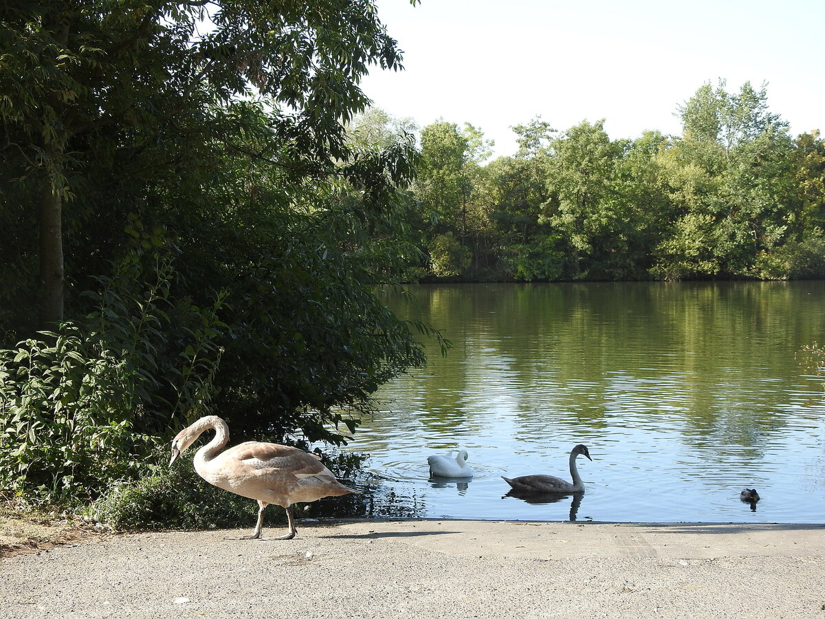 Mainufer Aschaffenburg mit Schwänen