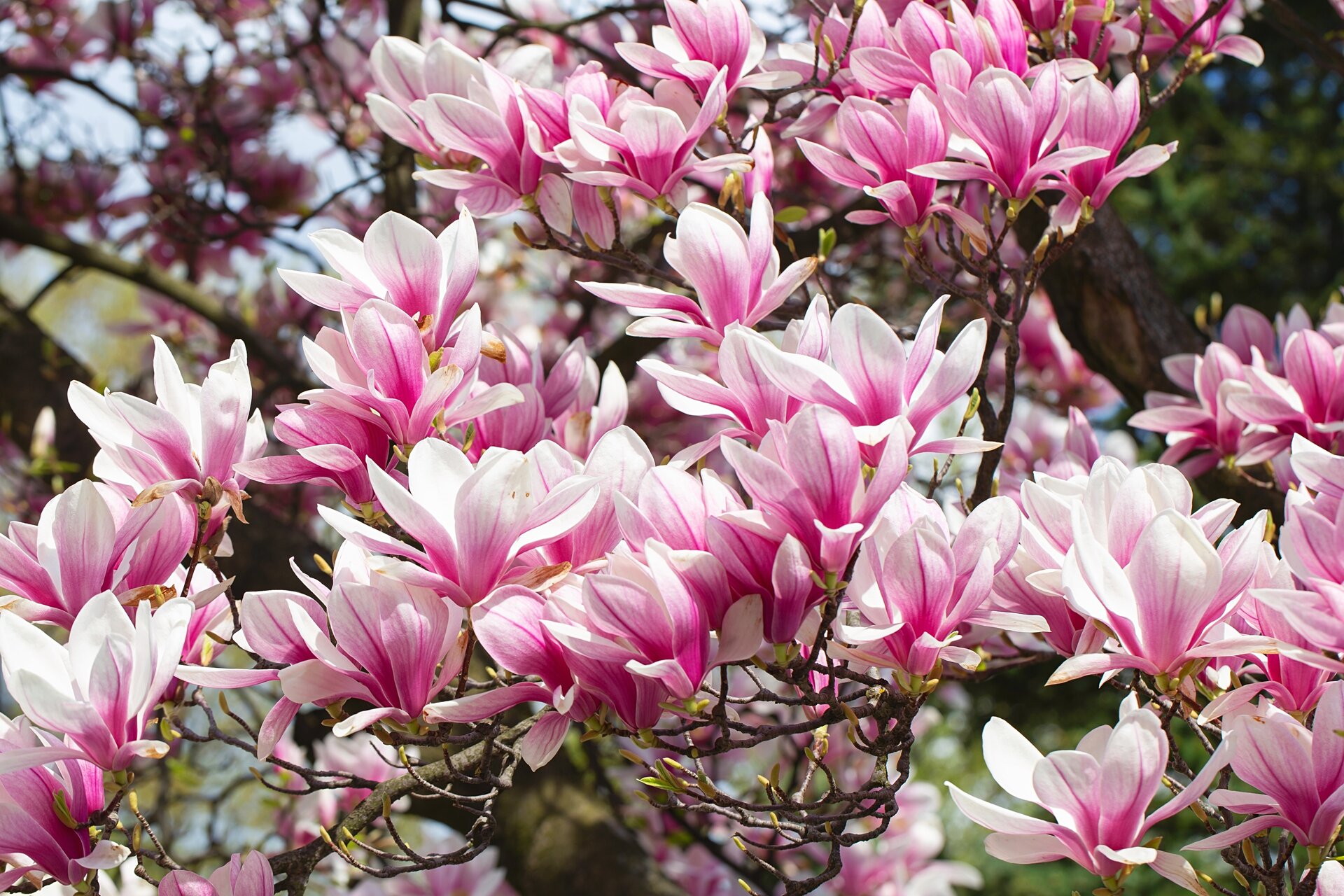 blühende Magnolien