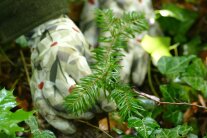 Baum wird eingepflanzt