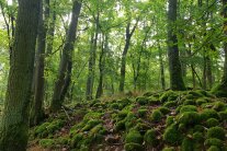 Laubwald mit Moos im Unterwuchs