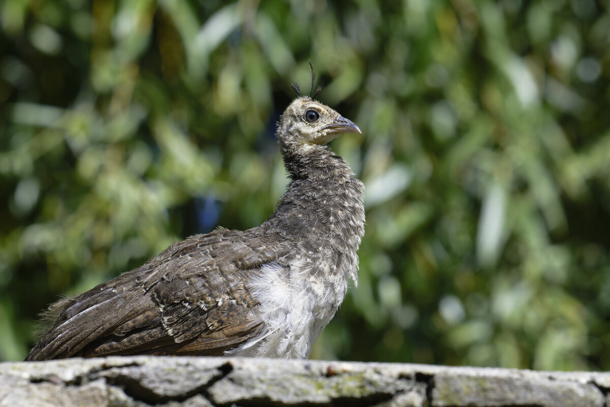 Pfauenküken im Schöntal