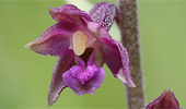 Orchidee des Jahres 2022: Braunrote St�ndelwurz (Epipactis atrorubens)