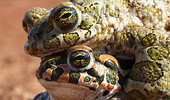 Lurch des Jahres 2022: Wechselkr�te (Bufo viridis)