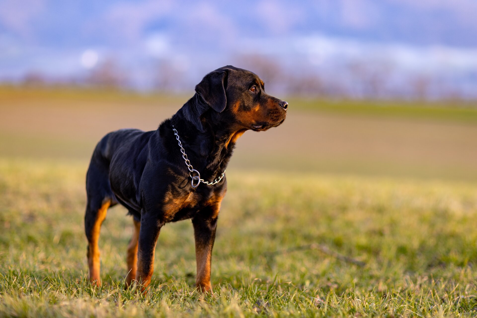 Rottweiler